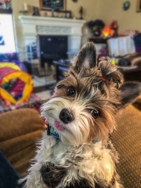 istock Biewer terriers Kona looks lovingly at owner 1366504931