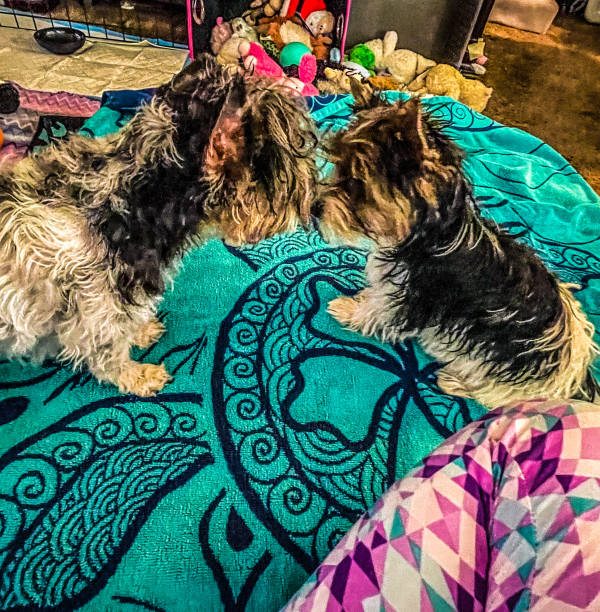 istock Biewer terriers Kona and Abby being playful. 1366504936