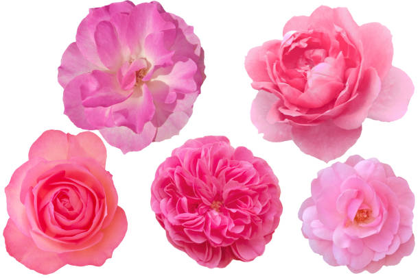 istock Five bright beautiful colorful roses close-up on a white isolated background top view 1366505314