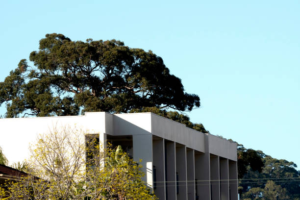 istock A white building with a large green tree and a light blue clear sky. 1366506648
