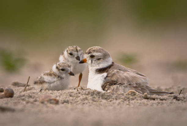 familie der regenpfeifer. - charadrius stock-fotos und bilder