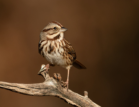 House sparrow photography outdoors, photo of wildlife. Picture of bird in nature. Passer domesticus, family Passeridae on the green branch.