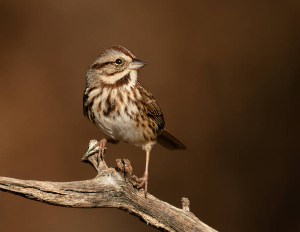 Song Sparrow. A perched Song Sparrow strikes a handsome pose. songbird stock pictures, royalty-free photos & images