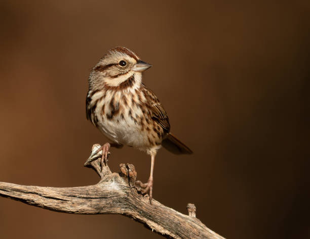 Song Sparrow. A perched Song Sparrow strikes a handsome pose. song sparrow stock pictures, royalty-free photos & images