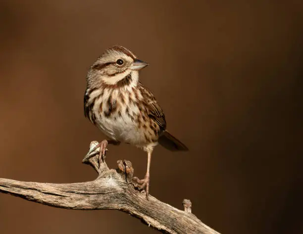 A perched Song Sparrow strikes a handsome pose.