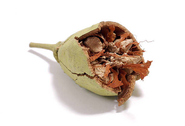 Broken Baobab Seed stock photo