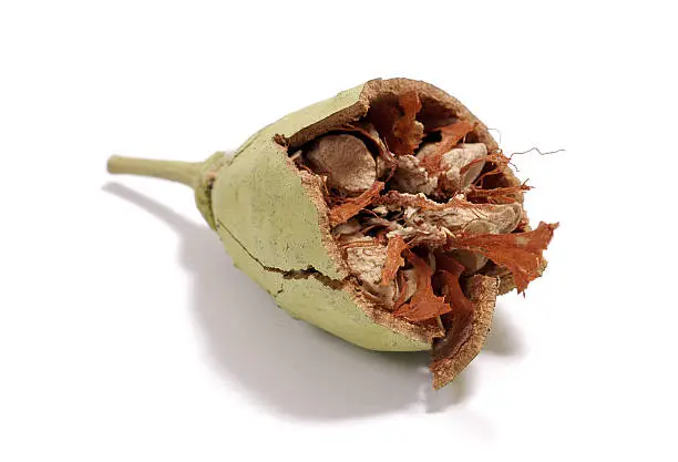 The seed pod of a Baobab tree broken open to reveal the flesh within