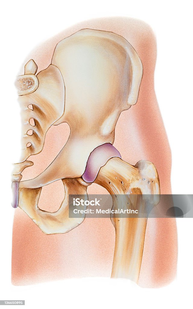 Una se muestra en la imagen de la cadera articulación humana - Ilustración de stock de Anatomía libre de derechos
