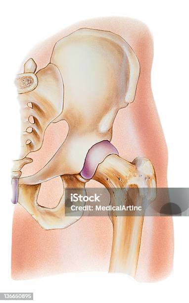 Ilustración de Una Se Muestra En La Imagen De La Cadera Articulación Humana y más Vectores Libres de Derechos de Anatomía