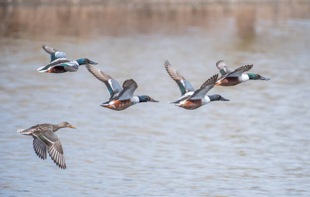 istock Five Northern Shovellers in close formation flight over lake 1366508968