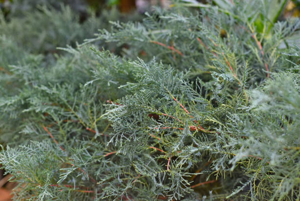 istock Juniperus media Pfitzeriana evergreen plant close up 1366509166