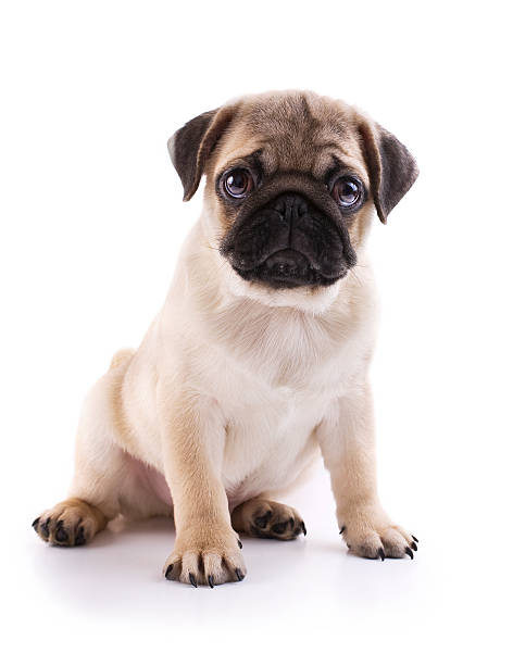 Photograph portrait of a sitting, sad-eyed pug puppy  Pug puppy sitting on a white background pug stock pictures, royalty-free photos & images