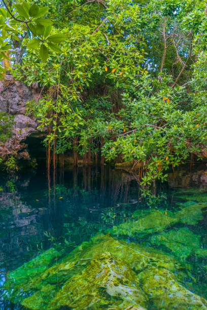 istock Beautiful clear water cenote in Mexico 1366511034