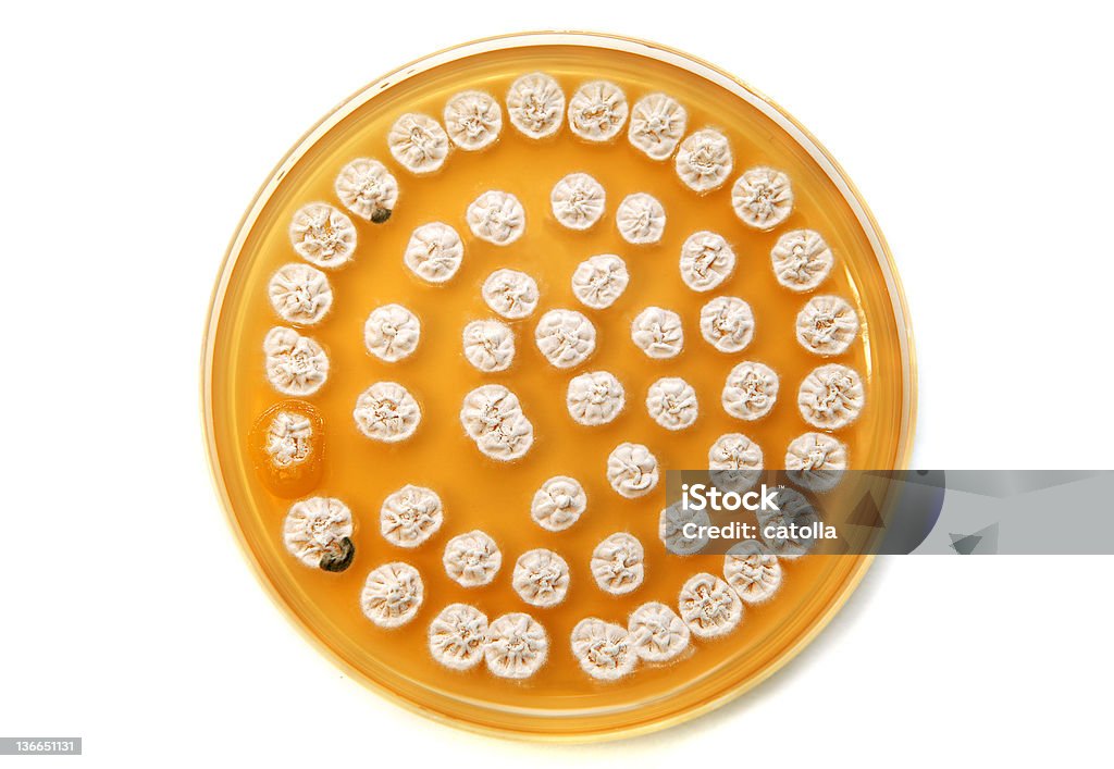 Blanco hongos en una placa de agar - Foto de stock de Agar-agar libre de derechos