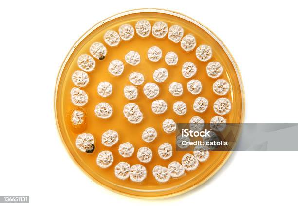 Blanco Hongos En Una Placa De Agar Foto de stock y más banco de imágenes de Agar-agar - Agar-agar, Biotecnología, Blanco - Color