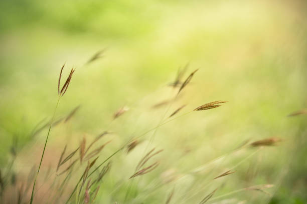 istock Close up beautiful nature view grass flower under sunlight with bokeh and copy space using as background natural plants landscape, fresh ecology wallpaper concept. 1366513543