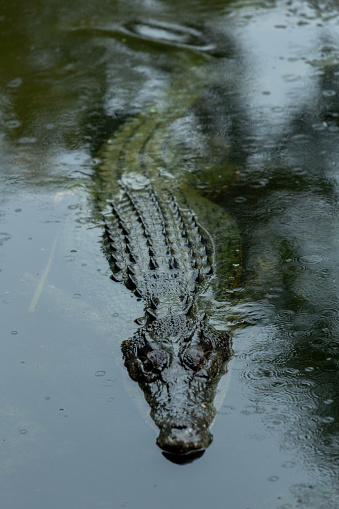 Wildlife, alligator smile expression