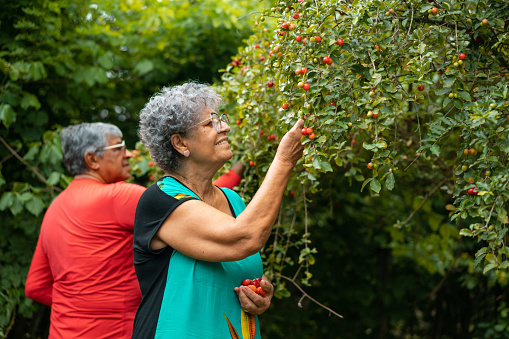 People, harvest, acerola, fruit, agricultural