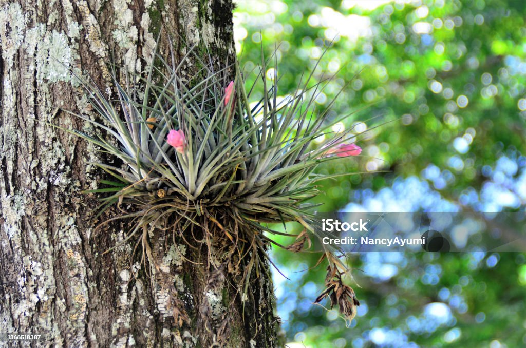 Tillandsia stricta

With flower on tree trunk On the trunk of the tree a bromelia Tillandsia stricta with flower Beauty In Nature Stock Photo
