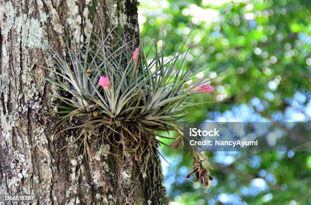 Tillandsia Stricta With Flower On Tree Trunk Stock Photo - Download Image Now - Beauty In Nature, Botany, Brazil