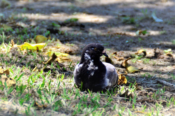 istock Columba livia lying on grass in park 1366518451