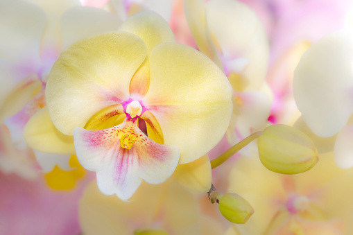 Beautiful soft focused orchid