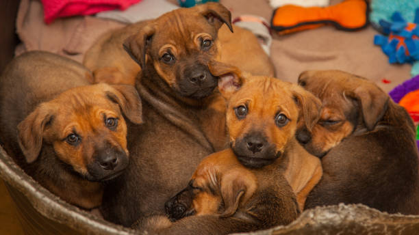 istock Brown, ten week old puppies looking for a new home. 1366520964