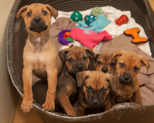 istock Brown, ten week old puppies looking for a new home. 1366520968