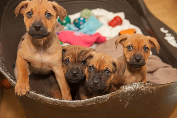 istock Brown, ten week old puppies looking for a new home. 1366520982