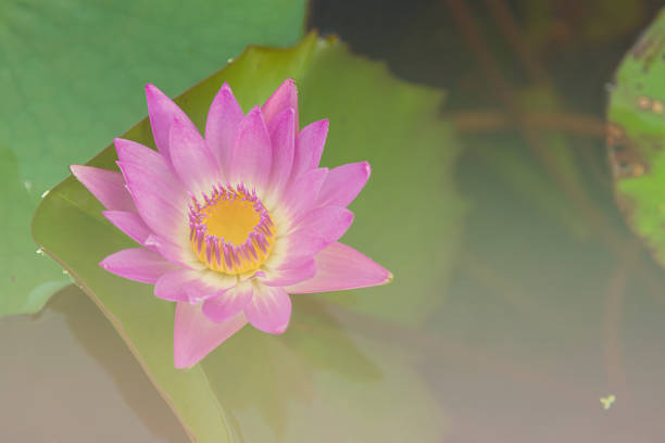 Pink lotus flower blooming ,Water Lilies flower