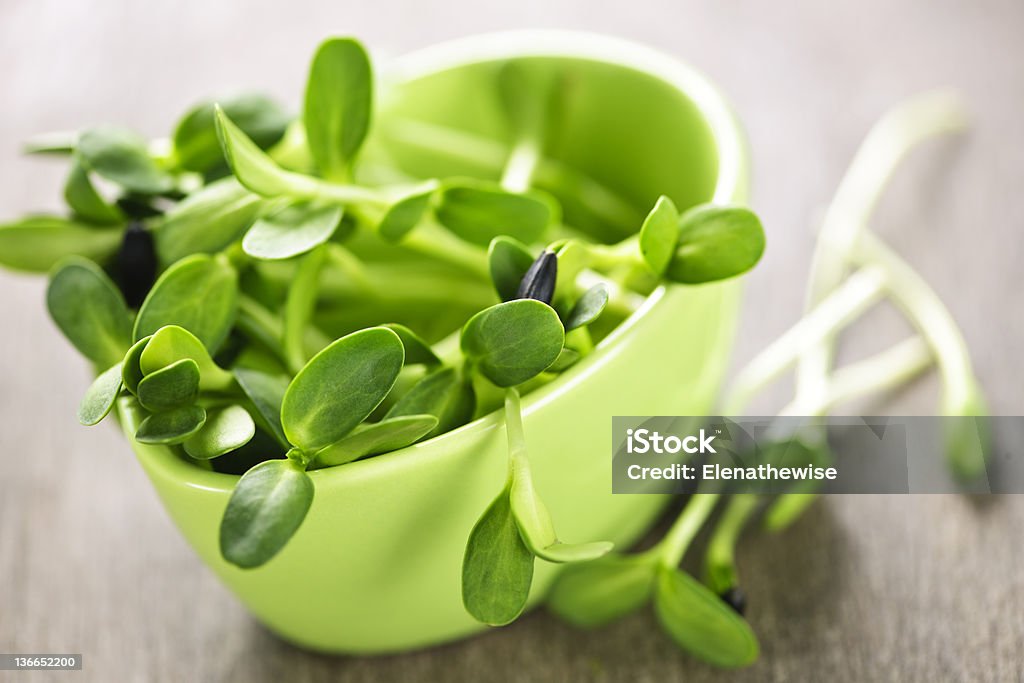 Green sunflower sprouts in a cup Organic green young sunflower sprouts in a cup Bud Stock Photo