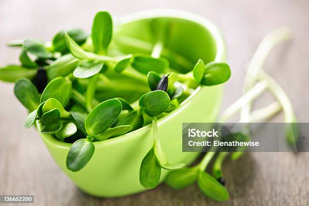 Green Sunflower Sprouts In A Cup Stock Photo - Download Image Now - Bud, Bunch, Close-up