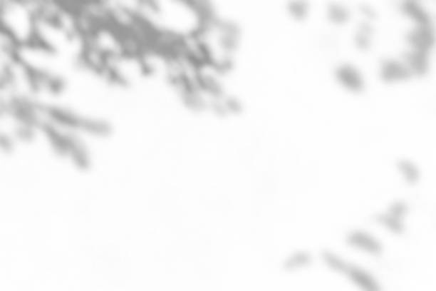 istock Shadow of leaf overlay on white texture background. Use for decorative product presentation. 1366522424
