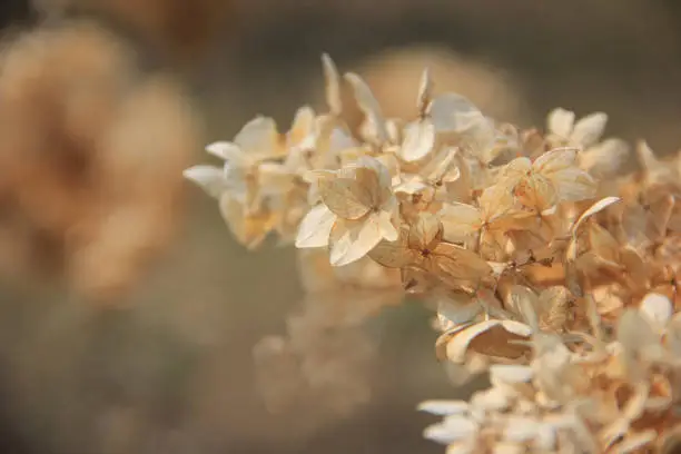 Close-Up Dry Hydrangeas. Close up of dried hydrangea flowers. Close-Up Of Wilted Plant. dry inflorescence of hydrangea.  Close-up of wilted plant during autumn.  Dry Flowers with copy space. autumn background. dried flowers with place for text. macrophoto