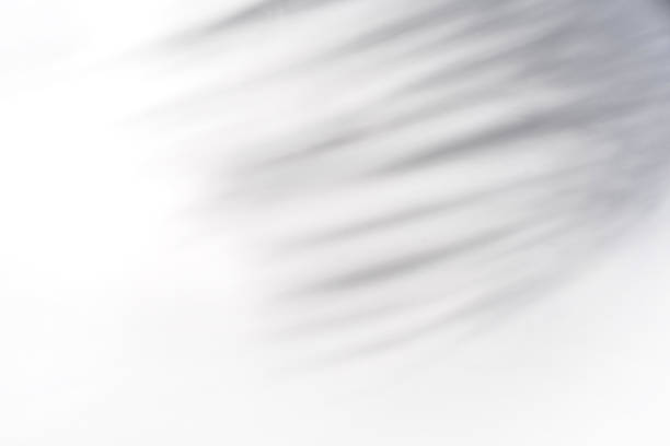istock Shadow of palm leave on white background and textured 1366522639