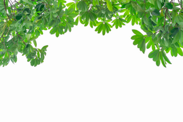 istock Tree branch with green leaves isolated on white background with copy space 1366522647