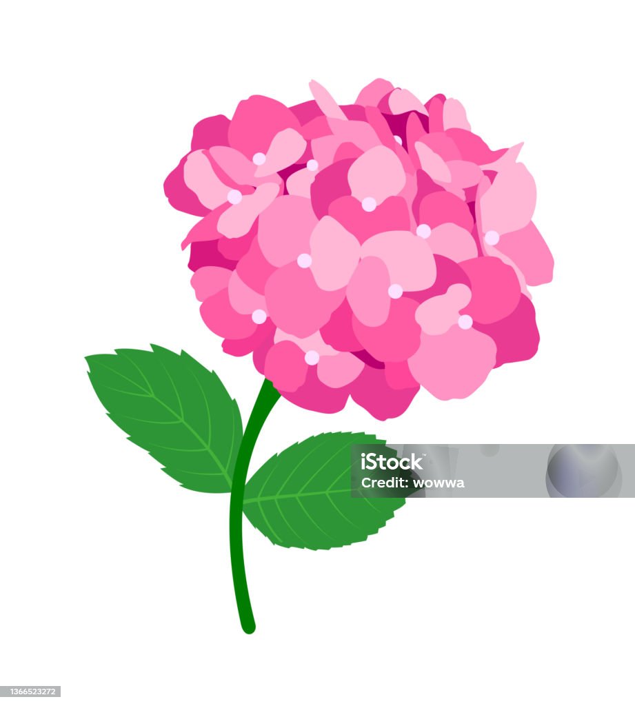 Ilustración de Bonita Flor De Hortensia Rosa y más Vectores Libres de Derechos de Hortensia - Hortensia, Arbusto, Aromaterapia - iStock Ilustración de Bonita Flor De Hortensia Rosa y más Vectores Libres de Derechos de Hortensia - Hortensia, Arbusto, Aromaterapia - iStock