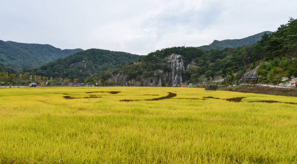 istock Waterfall flowing from the mountain and rice paddy fields ripening yellow 1366524273