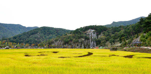 Waterfall flowing from the mountain and rice paddy fields ripening yellow