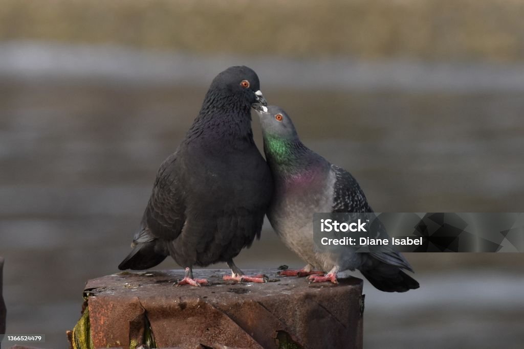 Two Rock Pigeons sitting on wooden posts. Two Rock Pigeons sitting on wooden posts.  Appears to be male and female pair. Squab - Pigeon Meat Stock Photo