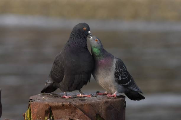 Two Rock Pigeons sitting on wooden posts. Two Rock Pigeons sitting on wooden posts.  Appears to be male and female pair. squab pigeon meat photos stock pictures, royalty-free photos & images