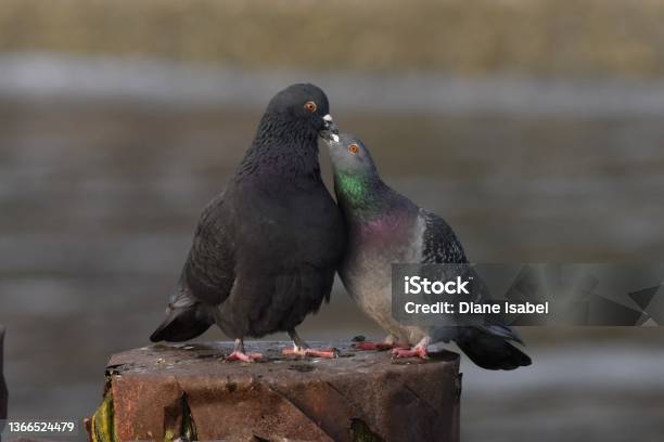 Two Rock Pigeons Sitting On Wooden Posts Stock Photo - Download Image Now - Squab - Pigeon Meat, Dove - Bird, Animal