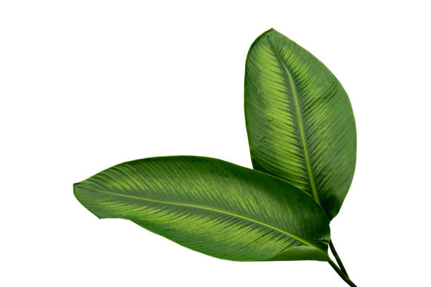 istock More beautiful exotic tropical leaves, isolated leaf background.clipping path 1366524560