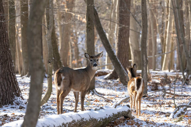 istock The White-tailed deer with shed antlers 1366525315