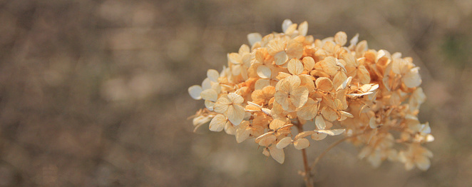 dry hydrangea wallpaper for the web page. social media screensaver. autumn background with place for text. close-up horizontal background. dried flowers with place for text. panoramic photo of beautiful dried flowers.Close-Up Of Wilted Plant.