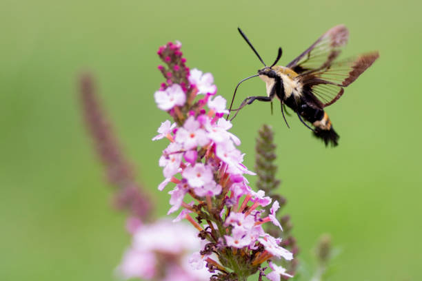 istock Hummingbird Moth on Butterfly Bush 1366526325