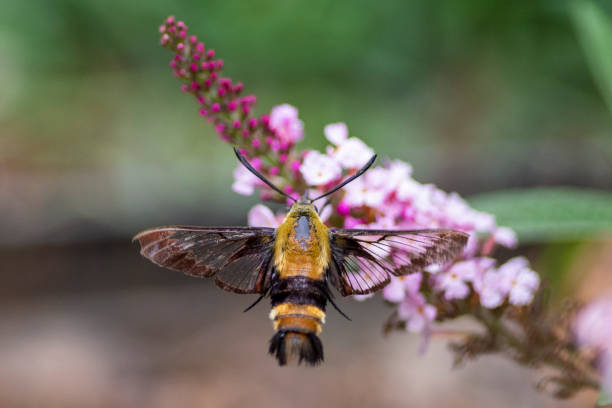 istock Hummingbird Moth on Butterfly Bush 1366526327