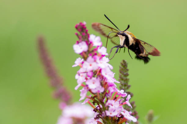 istock Hummingbird Moth on Butterfly Bush 1366526331
