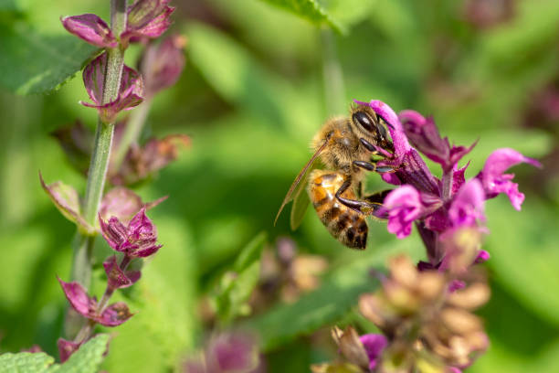 istock Honey Bee on Butterfly Bush 1366526926