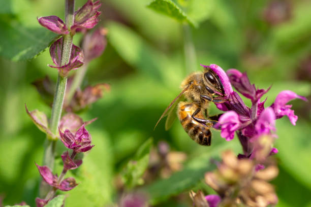 istock Honey Bee on Butterfly Bush 1366526939